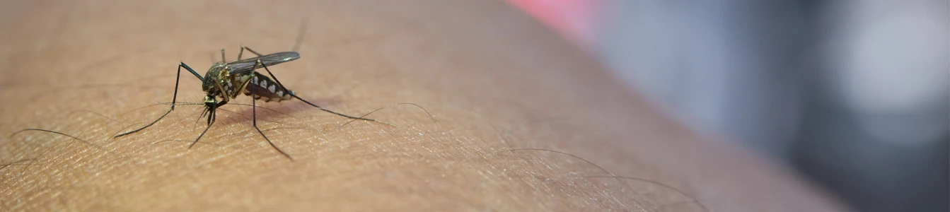 Wolbachia